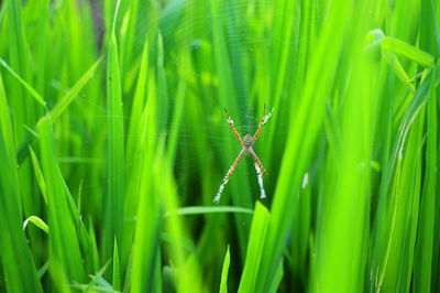 Close-up of spider on web