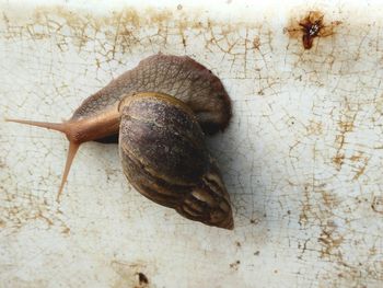 Close-up of snail