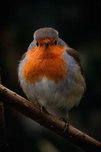 Close-up of robin perching on branch