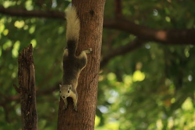 Lizard on tree trunk in forest