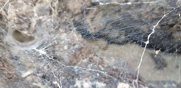 Close-up of jellyfish in water