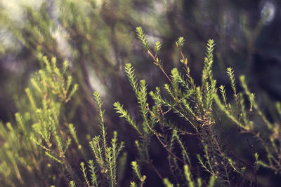 Close-up view of plants