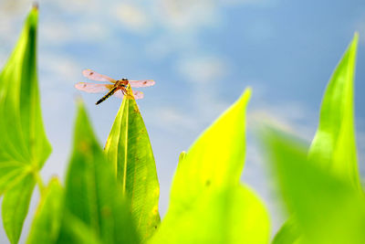 Close-up of insect on plant against sky