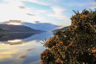 Tree by lake against sky during sunset