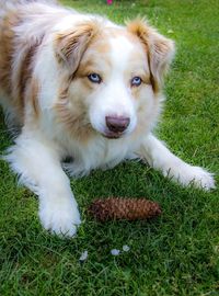 High angle portrait of dog on grass