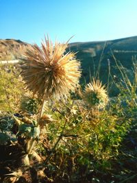 Close-up of wildflowers