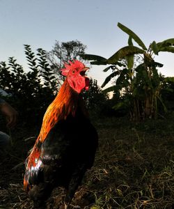 View of a bird on field