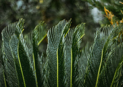 Close-up of crops growing on field