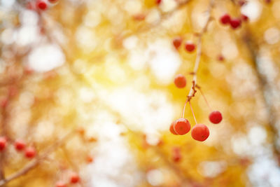 Close-up of berries growing on tree