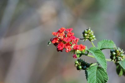 Close-up of flowers against blurred background