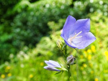 Close-up of purple flowering plant in field