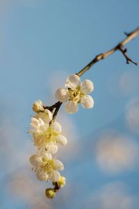 Low angle view of white cherry blossoms against sky on sunny day
