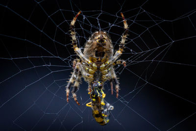 Close-up of spider on web