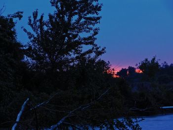 Trees on field against clear sky at night