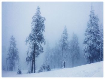 Pine trees on snow covered land against sky