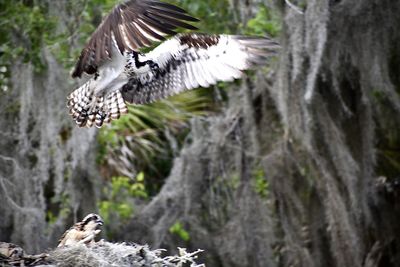 Bird flying over a rock