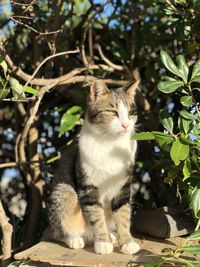 Cat sitting outdoors