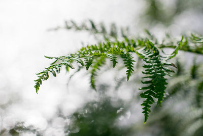 Close-up of plant during winter