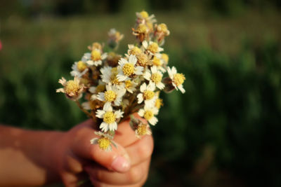 Close-up of hand holding flowering plant