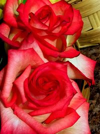 Close-up of pink rose