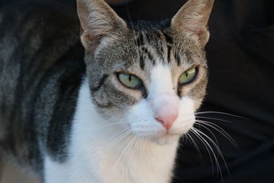 Close-up portrait of cat