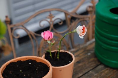 Close-up of pink flower pot on table