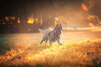 Dog running on grass during sunset