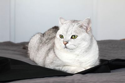 Close-up portrait of a cat