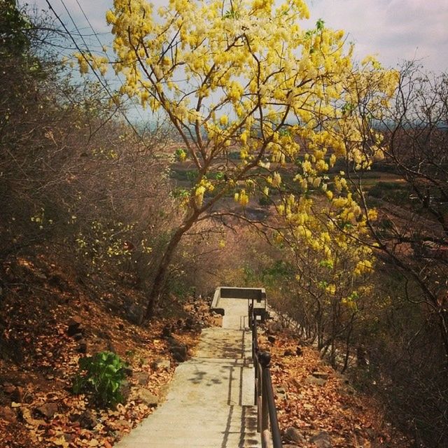 the way forward, transportation, tree, growth, diminishing perspective, nature, plant, vanishing point, tranquility, mode of transport, footpath, railing, narrow, beauty in nature, day, autumn, outdoors, yellow, branch, tranquil scene