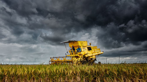 View of wheat in field against cloudy sky