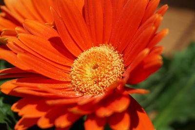 Close-up of orange day lily blooming outdoors