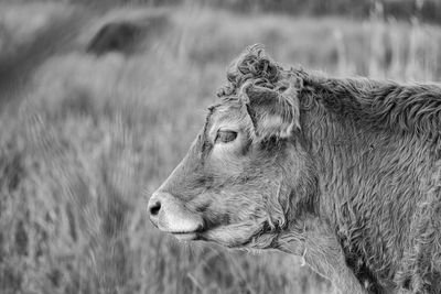 animal