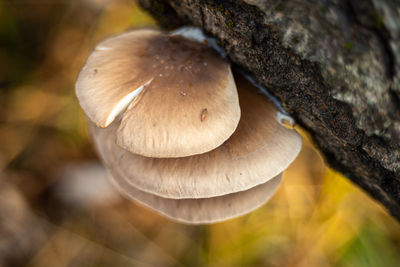 Oyster mushroom in nature