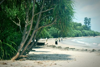 Palm trees on beach