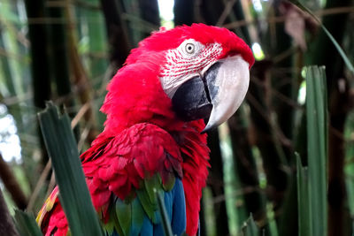 Close-up of parrot perching