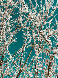 Low angle view of flowering tree against blue sky