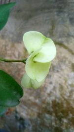 Close-up of plant