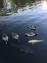 High angle view of ducks swimming in lake