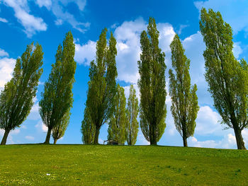 Trees on field against sky