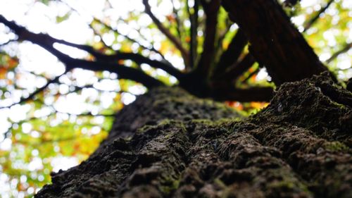 Low angle view of moss on tree trunk