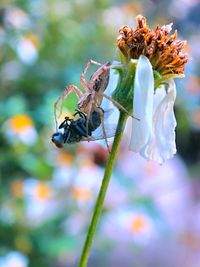 Close-up of insect on flower