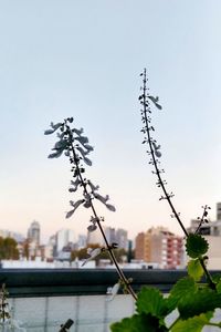 Low angle view of flowering plants against buildings in city