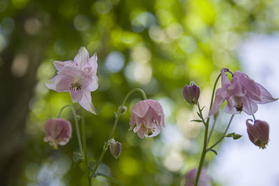 Close-up of flowers blooming outdoors