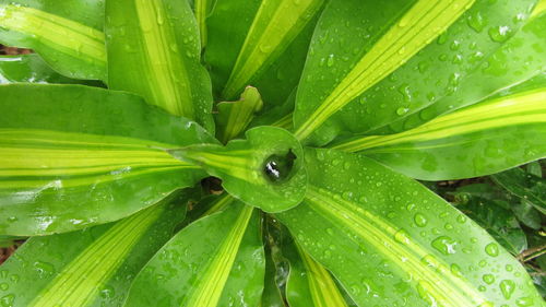 Close-up of water drops on leaves