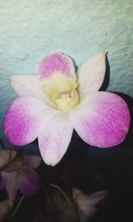 Close-up of pink flower blooming outdoors