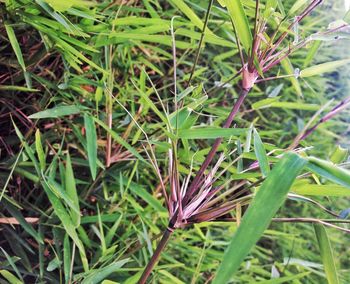 Close-up of leaves