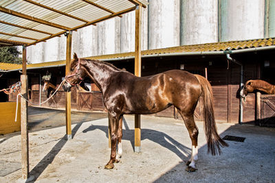 Side view of a horse in stable