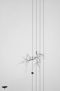 Directly below view of crows flying by power lines against clear sky