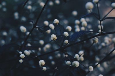 Close-up of fresh flowers on tree