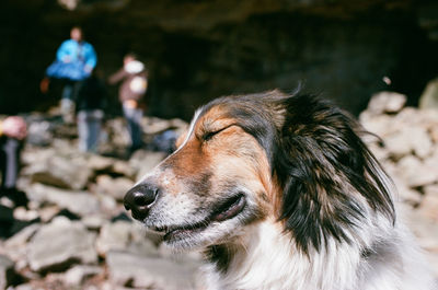 Close-up of dog